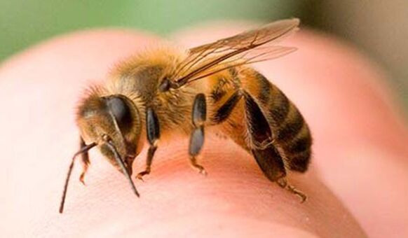 Ubod pčela – ekstreman način povećanja falusa